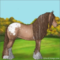 Horse Color:Brown Pearl Appaloosa 