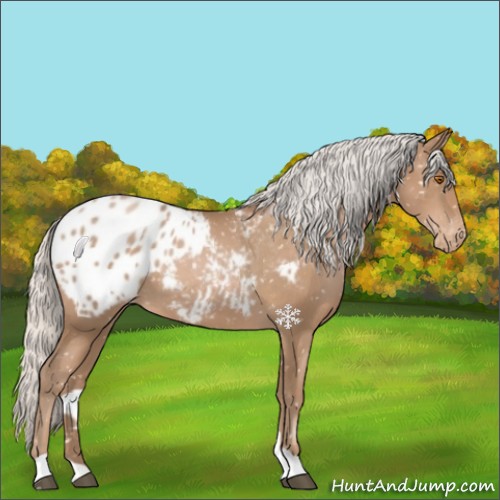 Horse Color:Silver Black Pearl Appaloosa 