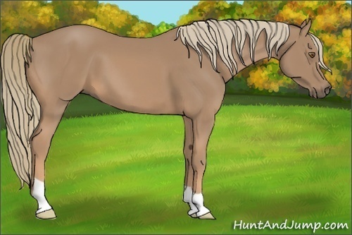 Horse Color:Chestnut Mushroom 