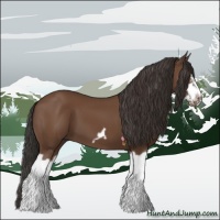 Horse Color:Bay Splash Frame 