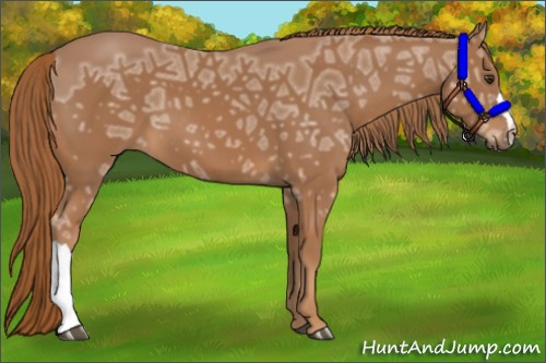 Horse Color:Chestnut Ice 