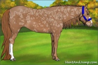 Horse Color:Chestnut Ice 