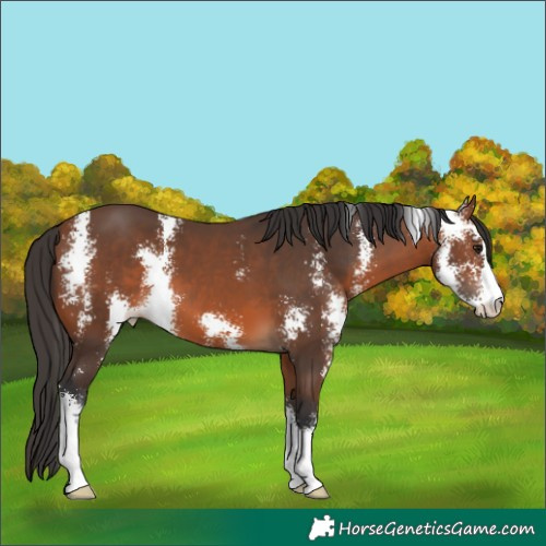 Horse Color:Bay Sabino 