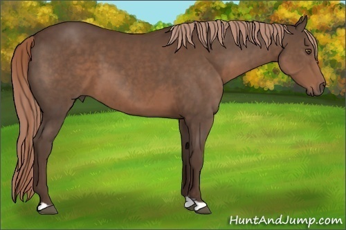 Horse Color:Liver Chestnut 