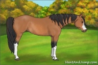 Horse Color:Bay Rabicano 