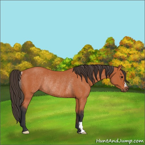 Horse Color:Bay Rabicano