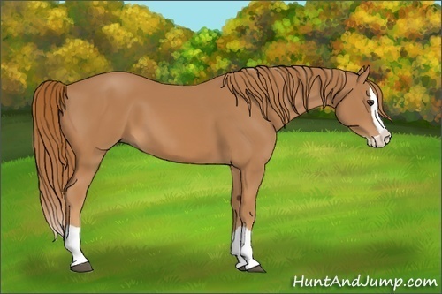 Horse Color:Chestnut Splash