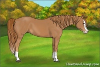 Horse Color:Chestnut Splash 