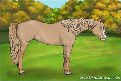 Horse Color:Red Dun Splash