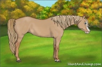 Horse Color:Red Dun Splash 