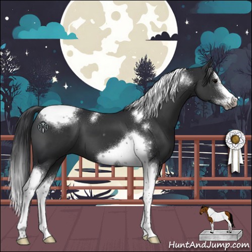Horse Color:Black Splash Tobiano Frame 