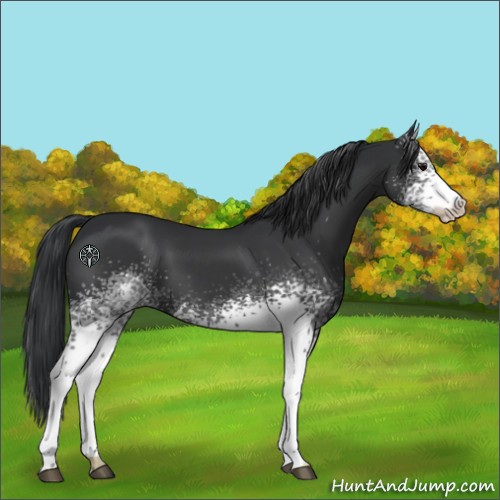 Horse Color:White Spotted Black