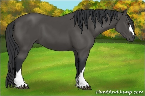 Horse Color:Black 