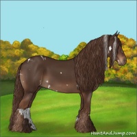 Horse Color:White Spotted Liver Chestnut 