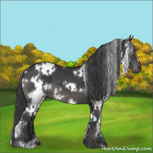 Horse Color:White Spotted Black 