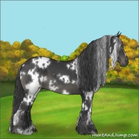 Horse Color:White Spotted Black