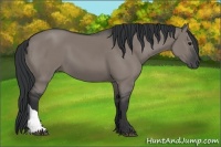 Horse Color:Grullo 