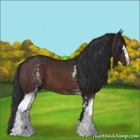 Horse Color:White Spotted Brown Sabino 