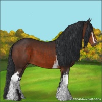 Horse Color:White Spotted Brown
