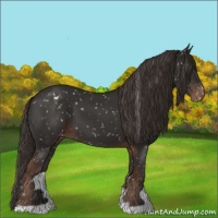 Horse Color:Liver Chestnut Appaloosa 
