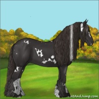 Horse Color:White Spotted Liver Chestnut