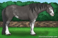 Horse Color:Black Sabino