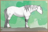 Horse Color:Amber Champagne Chinchilla Tobiano Blanket 