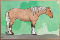 Horse Color:Silver Bay Roan Tobiano 