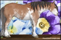 Horse Color:Bay Sabino 