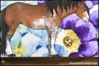 Horse Color:Bay Sabino 