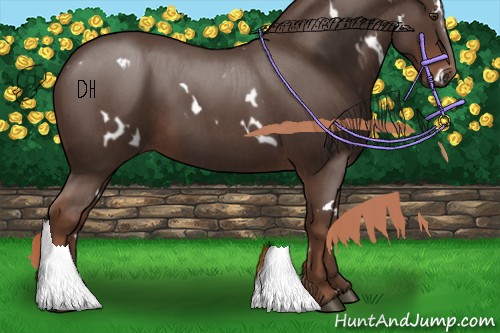 Horse Color:White Spotted Liver Red Roan 