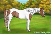 Horse Color:Chestnut Tobiano Rabicano