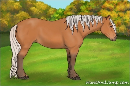 Horse Color:Silver Bay 