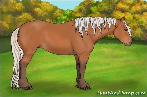 Horse Color:Silver Bay 