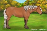 Horse Color:Silver Bay 