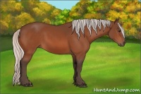Horse Color:Silver Bay 
