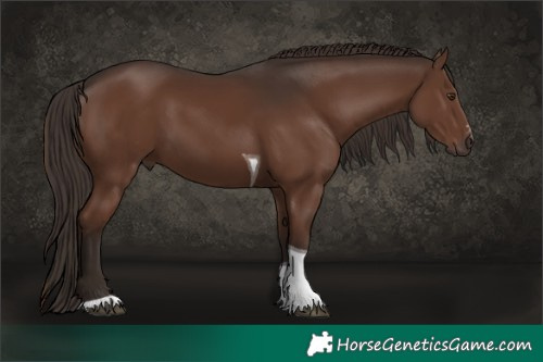 Horse Color:Liver Chestnut Sabino Tobiano