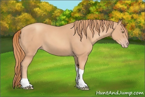 Horse Color:Gold Champagne Tobiano 