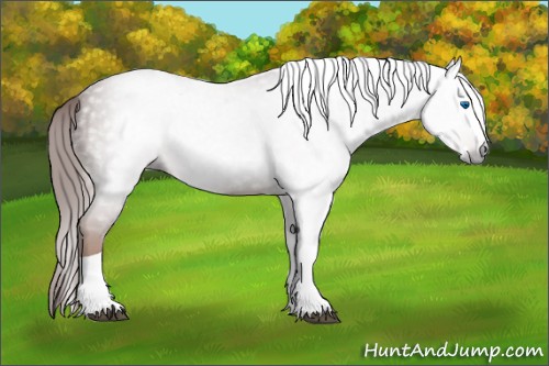 Horse Color:Gray Chestnut Splash Tobiano 