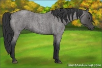 Horse Color:Blue Roan 