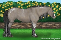 Horse Color:Smoky Grullo Sabino Splash Tobiano  and Grullo Roan Sabino Splash 