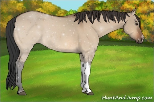 Horse Color:Bay Dun