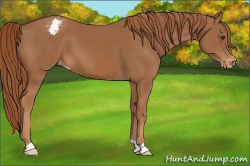 Horse Color:Chestnut Appaloosa 