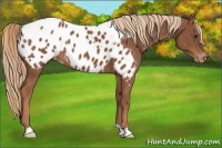Horse Color:Chestnut Near Leopard 