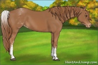 Horse Color:White Spotted Chestnut Varnish 
