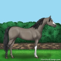 Horse Color:Grullo 