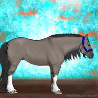 Horse Color:Grullo 