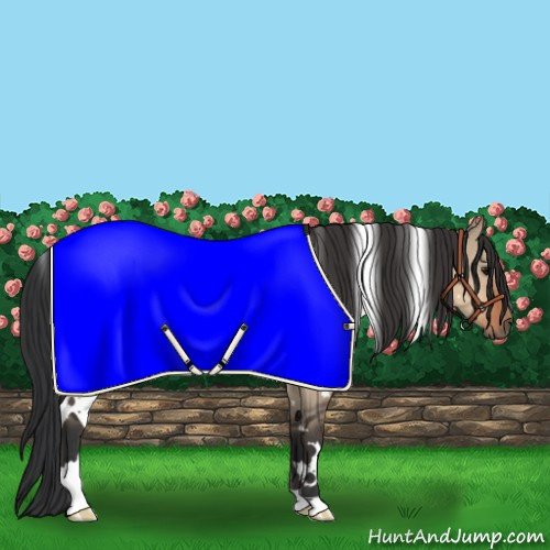 Horse Color:White Spotted Bay Dun 