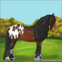 Horse Color:Brown Sabino Appaloosa 