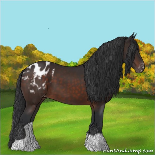 Horse Color:Brown Appaloosa 
